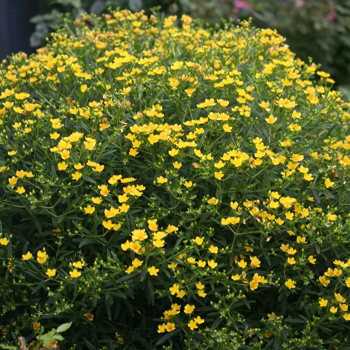 Sunny Boulevard hypericum in the landscape covered with yellow flowers and showing its rounded habit